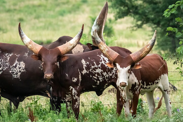 Ankole-Watusi cattle (Hybrid Bos (primigenius) taurus/indicus) grazing on an Oklahoma farm