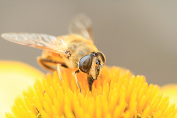 Honey Bee search for pollen