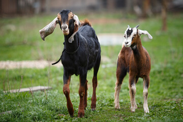 Nubian goat male and nubian baby goat kid