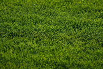 soft green grass on the lawn