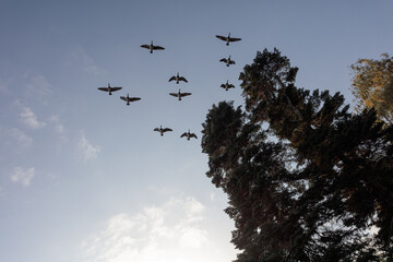 A flock of birds flying away against the blue sky