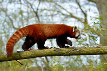 Red Panda (Ailurus Fulgens) Seen From Profile And Walking On Trunk Tree