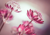 Fototapeta Kwiaty - Różowe kwiaty - Astrantia