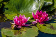 Lilia wodna Nymphaea cudownie kwitnie na wodzie - kolorowy wodny kwiat pod ochroną