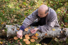 Senior Man An Picking Mushrooms In The Forest