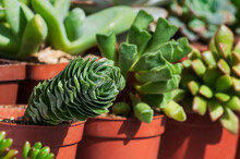 Succulent Buddha's Temple Crassula In A Plastic Pot On A Sunny Day.  Close Up Of Succulent Plants.