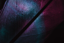 Close Up Bird Feather Neon Multi Colored Light. Beautiful Background Pattern Texture For Design. Macro Photography View.