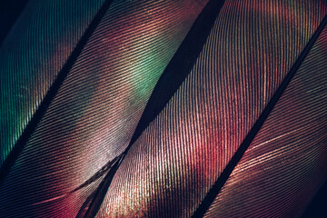 Poster - Bird feather neon multi colored light. Beautiful background pattern texture for design. Macro photography view.
