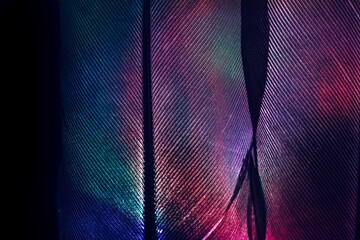 Poster - Bird feather purple colored light. Beautiful background pattern texture for design. Macro photography view.