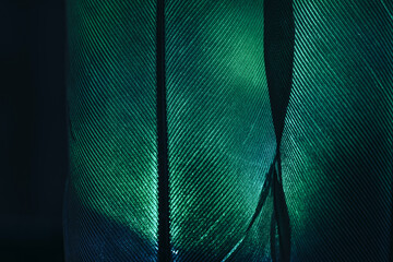 Poster - Bird feather neon green colored light. Beautiful background pattern texture for design. Macro photography view.