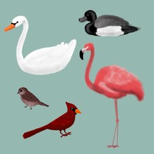 Birds, Swan, Duck, Sparrow, Flamingo, Bru Suitable For Postcards Or Stickers
