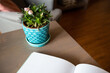 Home stanging on a table in a room, a book with a plant