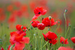 Blooming poppy field. Red poppy flower close up
