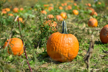 fresh organic pumpkins from a pumpkin patch in markham, virginia. concept for agritourism and pumpki