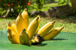 A branch of juicy yellow bananas on a green banana leaf. Ripe juicy fruits.