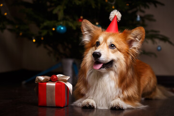 corgi fluffy dog