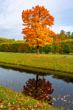 Maple Tree In Autumn In Alexander Park, Tsarskoe Selo (Pushkin), Saint Petersburg, Russia