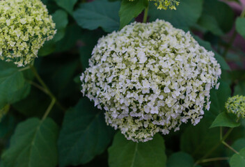 Wall Mural - Large round lush white hydrangea flowers with green bush foliage, perennial plant