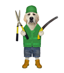 Wall Mural - A dog gardener holds a gardening scissors and a hand saw. White background. Isolated.