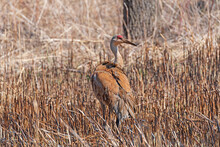 Crane Wandering A Wetland