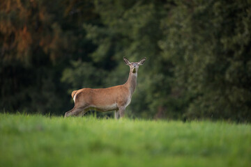 Wall Mural - red deer in wild nature. deer during the rutting time. autumn on the mountains in the animal kingdom