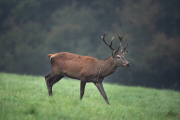 Sticker - Red deer in wild nature. Deer during the rutting time. Autumn on the mountains in the animal kingdom. Wild nature in Europe