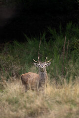 Wall Mural - red deer in wild nature. deer during the rutting time. autumn on the mountains in the animal kingdom