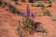 Purple Flowering Bush In The Desert