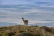 © lesniewski - guanaco on a hill near Puerto Natales, Patagonia, Chile