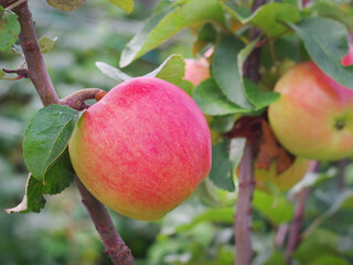 Wall Mural - Ripe juicy apple