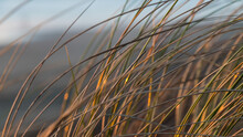 Grass In The Sand Dunes Of Ocean Beach, California