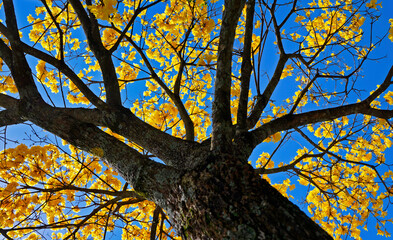 Golden trumpet tree or Yellow ipe tree (Handroanthus chrysotrichus), Brazil