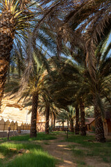 Wall Mural - Palm trees at a date plantation in Al Ula, western Saudi Arabia