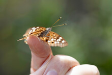 Hackberry Emperor Butterfly On A Finger