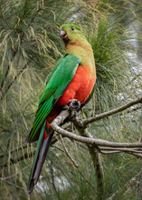 Female Australian King Parrot (Alisterus Scapularis) Perched In A Tree - Native To Eastern Australia 