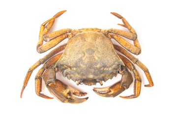 Wall Mural - Sea ​​herbal arthropod crab on a white background