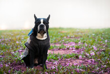 Cute Boston Terrier Dog Wearing Clothes And Sitting In The Grass With Flowers And Looking To The Camera, White Background With Copy Space For Text.