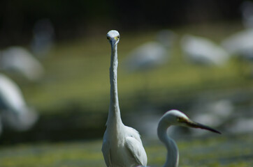 Little Egret ( Egretta Garzetta ) on water with nature backgroun