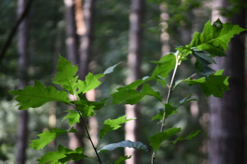 leaf forest