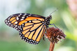 Close Up of a Monarch Butterfly