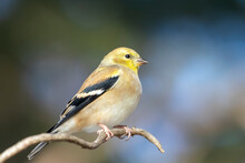Close Up Of An American Goldfinch Perched On A Tree Branch