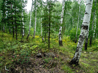 Wall Mural - birch and pine mixed forest in summer