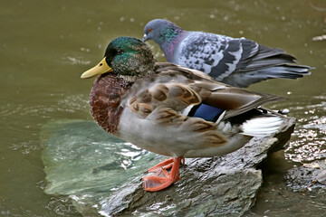 Sticker - duck on the lake