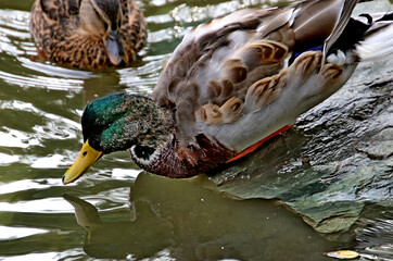 Sticker - duck in the water