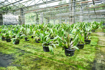Sticker - orchid farm with orchid flower pot hanging on the farm roof in the nursery plant /