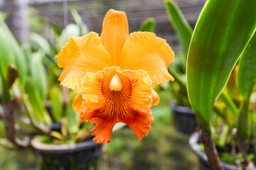 Poster - Cattleya Orchids - orange and red beautiful colorful orchid flower in the nature farm nursery plant