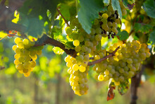 Ripe White Grapes Hanging On Green Vine Ready To Be Harvested In Sunny Vineyard