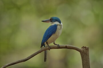 With a head and body above the blue-green color. Around the neck and lower body, white, blue wings, big beak, black top. Bottom, flesh color Having a dual behavior Males and females are very similar.