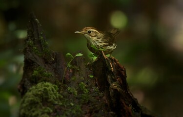 Forehead to occiput, dark red brown White or brown eyebrows, face body. The underside is white with large stripes, greenish brown. Body above, greenish