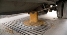 Soybeans Are Unloaded From A Harvest Truck Into Storage At A Grain Elevator